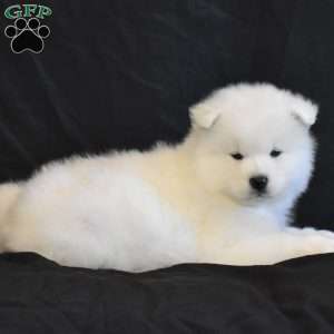 Baxter, Samoyed Puppy